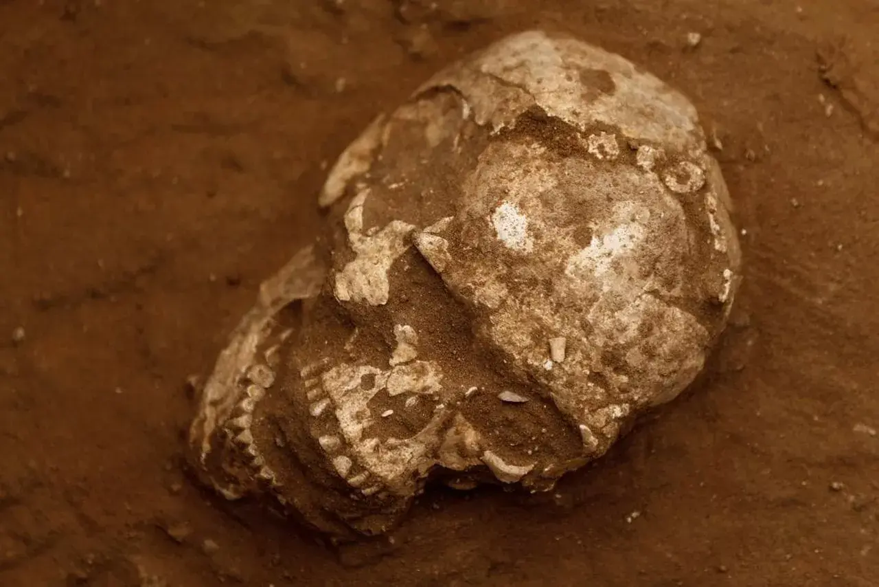 121031771-29b939ea-d0a0-45b0-9555-c4d4304fac04